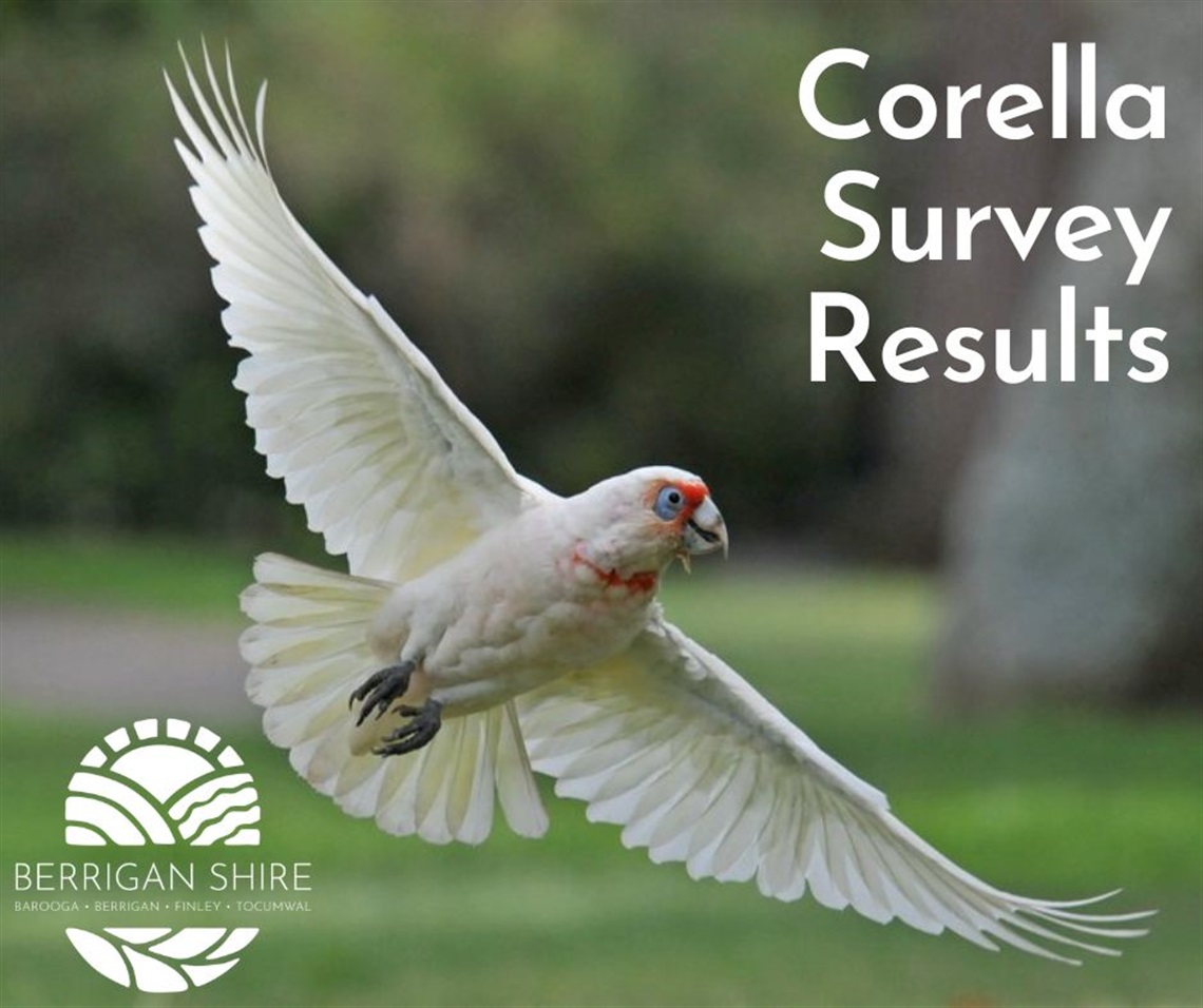 Corella-Survey-Results.jpg