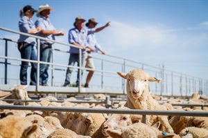 LIVESTOCK SALE.jpg