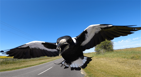 swooping-magpie-1536x840-1.png